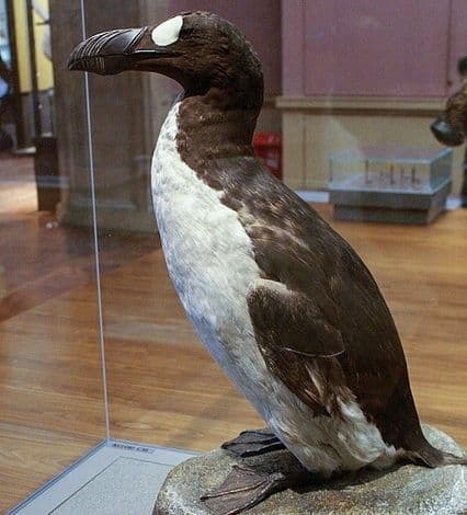 Ein Riesenalke im Kelvingrove Museum in Glasgow. Die Art starb mitunter aufgrund der Überjagung für Museumsexponate aus. Foto: © Mike Pennington (cc-by-sa/2.0 über geograph.org.uk/p/1108249).