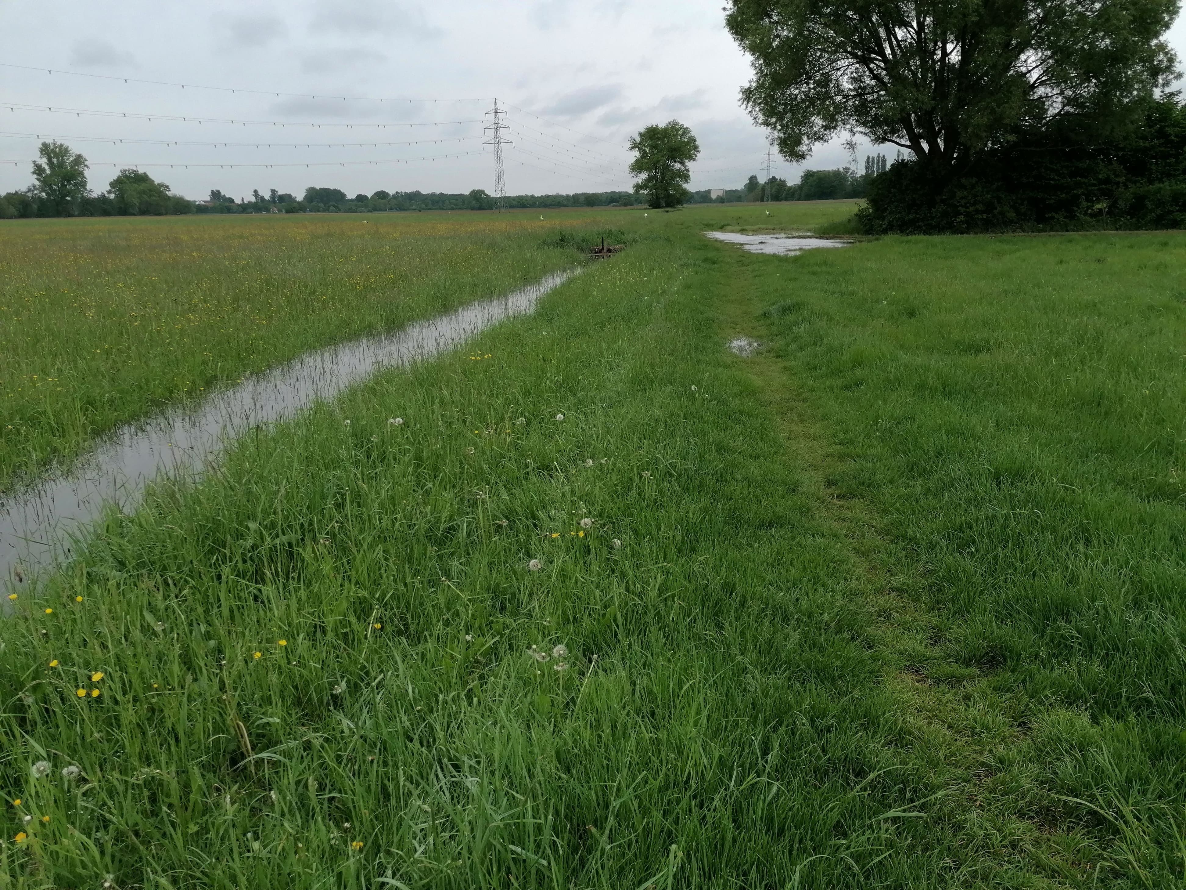 Abb. 3: Rieselndes Wasser in und um einen Bewässerungsgraben in den Offenbacher Queichwiesen, Mai 2023. Foto: Leonie Schäfer